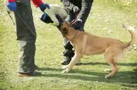 Dog Trainer, Chandigarh