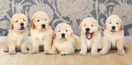 English Cream Golden Retriever Puppies for Sale , Bedford