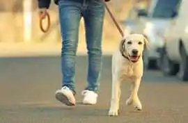 Dog Walking Services, Chandigarh