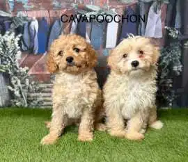 Cavapoochon Puppies for Sale From Expert Breeders, Burnley