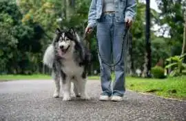 Dog Walking Services, Amritsar