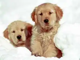 English Cream Golden Retriever Puppies for Sale, Nashville