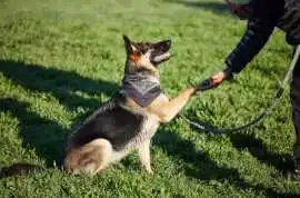 Dog Trainer, Amritsar