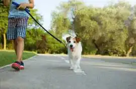Dog Walking Services, Faridabad