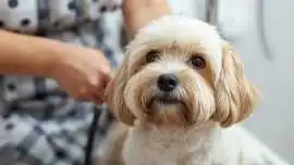 Pet Grooming Service at Home, Lucknow