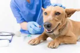 Comprehensive Pet Care, From Checkups Emergencies, Encino