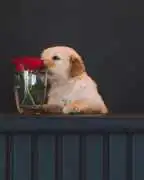 Golden Retriever Puppies Nashville, Nashville
