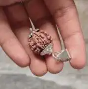 Shop 7 Mukhi Rudraksha Original at Rudraksha Hart , Mathura
