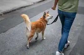 Dog Walking Services, Ghaziabad