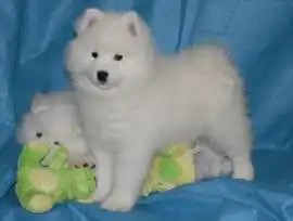 Find Your Dream Puppy With Stunning White Coats To, Lockport
