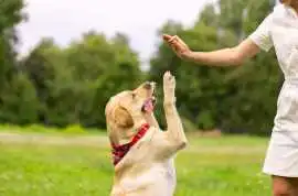 Dog Trainer, Ghaziabad