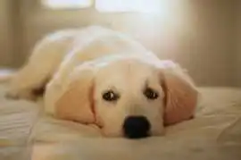 English Golden Retriever Puppies , Bedford