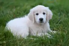Golden Retriever Puppies, Nashville