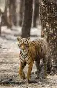 Wildlife Safari Experience in Ranthambore 