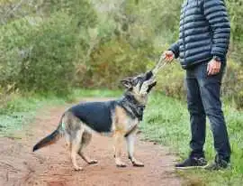 Dog Trainer, Bhopal