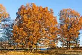 Autumn Blaze® Maple Tree for Sale | Fast-Growing, Fiery Fall Color | Free Delivery & Planting, Mazon