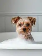 Trusted Mobile Pet Grooming Near Fort Worth, Texas, Fort Worth