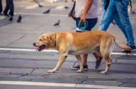 Dog Walking Services, Bhopal