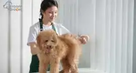 Mobile Dog Groomers Dubai: Doorstep Grooming at It, Dubai