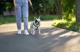 Dog Walking Services, Agra