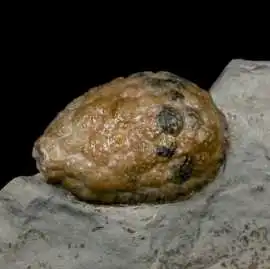 Shop Echinoderm Fossil Specimens for Collectors, $ 28