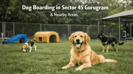Dog Boarding in Sector 45 Gurugram , Gurgaon