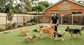 Dog Boarding Services, Surat
