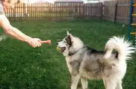 Dog Trainer, Agra