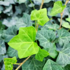 Best Groundcover Plants for Full Sun and Shade , McMinnville