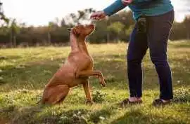 Dog Trainer, Bhubaneswar