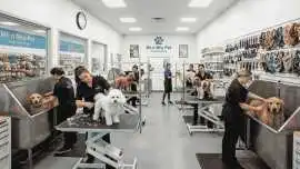 Pet Grooming Service at Home, Surat