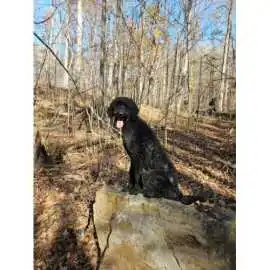 Deer Creek Canine Resort and Academy, Bel Air