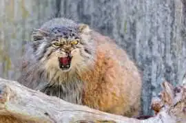 Pallas Cat Tour in Ladakh, Jammu