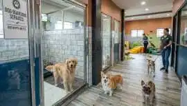 Dog Boarding Services, Bhopal