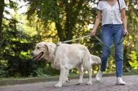 Dog Walking Services , Bhubaneswar