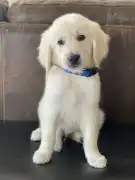 Golden Retriever Tennessee:  Reliable Companion, Nashville