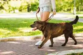 Dog Walking Services, Nagpur