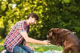 Dog Trainer, Nagpur