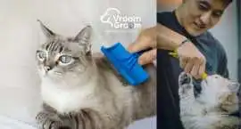 Best Cat Groomer Dubai – Expert Feline Grooming at, Dubai