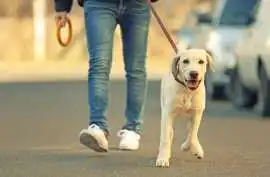 Dog Walking Services, Patna