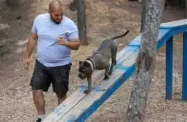 Dog Trainer, Patna