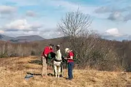 Llama Hiking North Carolina Guided Tours, Walland