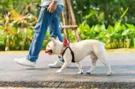 Dog Walking Services, Visakhapatnam