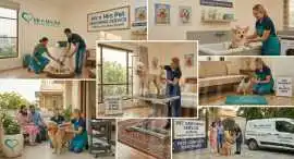 Pet Grooming Service at Home, Faridabad