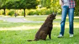 Dog Trainer, Visakhapatnam