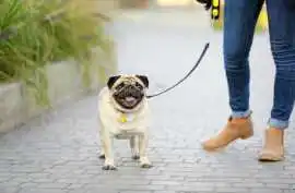 Dog Walking Services, Ajmer