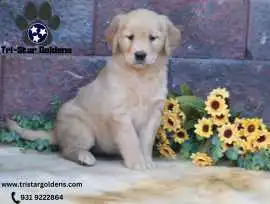 Golden Retriever Puppies Near Nashville, Nashville