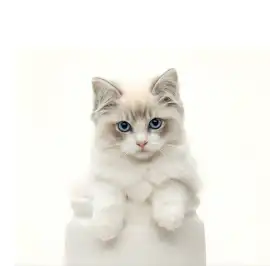 Ragdoll Cat Price in India – Premium Kittens Avail, $ 0