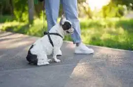 Dog Walking Services, Mysore