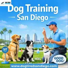 Best Dog Training in San Diego Professional Traine, San Diego
